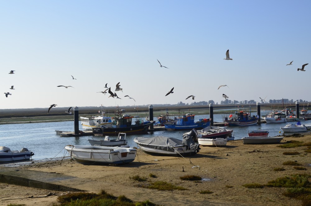 Gdzie woda i ryby, tam i ptactwa zgraja